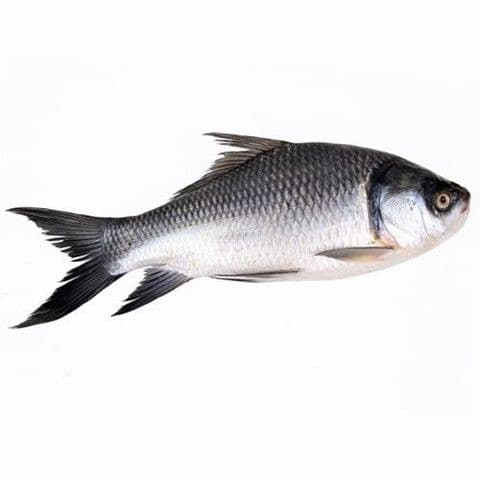 কাতল