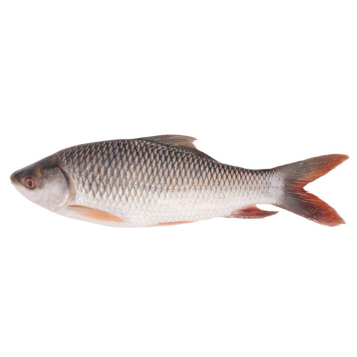 রুই