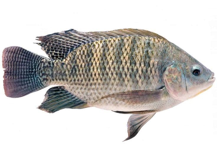 তেলাপিয়া